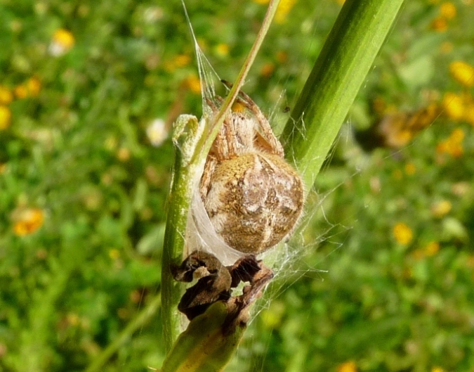 RAGNATELE (Aculepeira ceropegia)